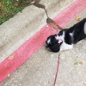 Meet your Posher, Alice